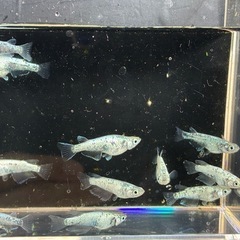 メダカ🐟レックウザ２ペア5000円１ペア3000円の画像