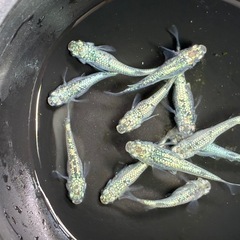 メダカ🐟レックウザ２ペア5000円１ペア3000円の画像