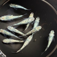 メダカ🐟レックウザ２ペア5000円１ペア3000円の画像