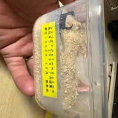 コクワガタ♂♀ペアの画像
