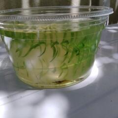 メダカ稚魚とヌマエビの画像