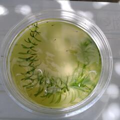 メダカ稚魚とヌマエビ