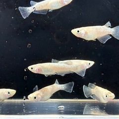 メダカ🐟スノーホワイト3ペア2000円‼️の画像