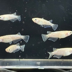 メダカ🐟スノーホワイト3ペア2000円‼️の画像