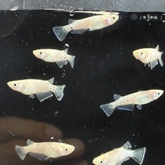 メダカ🐟スノーホワイト3ペア2000円‼️の画像