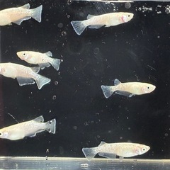 メダカ🐟スノーホワイト3ペア2000円‼️の画像