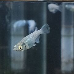 ★近松めだか（ゴジラメダカ）の画像