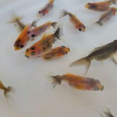 NEW!! アズマニシキ稚魚　1匹 50円の画像