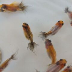 NEW!! アズマニシキ稚魚　1匹 50円の画像
