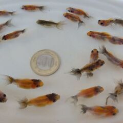 NEW!! アズマニシキ稚魚　1匹 50円の画像