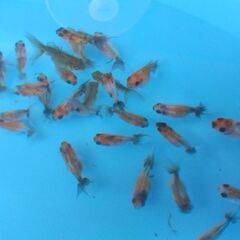NEW!! アズマニシキ稚魚　1匹 50円の画像