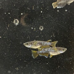 決まり🐟オランジェトリオの画像
