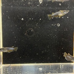決まり🐟オランジェトリオの画像