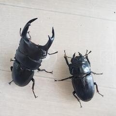 【お引取完了】国産オオクワガタ(能勢産)ペア　※訳あり　オマケつき(説明文をお読みください)　2025年7月19日更新の画像