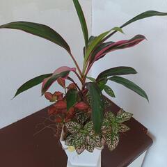 ミニ観葉インテリアの画像