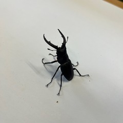 500円~  国産ノコギリクワガタ ペア No.4の画像