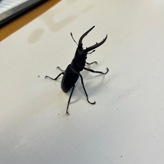 500円~  国産ノコギリクワガタ ペア No.4の画像