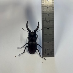 500円~  国産ノコギリクワガタ ペア No.4の画像