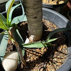 ユッカ、アガベ、ドラセナの寄せ植えの画像