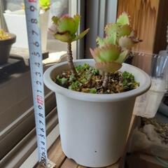 多肉植物♡子宝草♡鉢ごとの画像