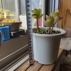 多肉植物♡子宝草♡鉢ごとの画像