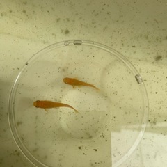 メダカ 楊貴妃 稚魚 7匹＋水草（アマゾンフロッグビット）の画像