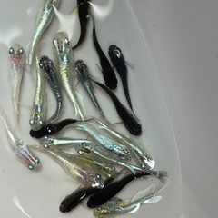 厳選　ミックスメダカ　20匹　ラメ個体入り　ビオトープ　予約可能　の画像