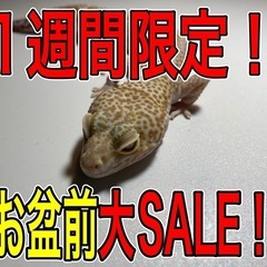 ⚠️緊急⚠️お盆前の大セール‼️