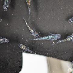 サファイヤメダカ幼魚の画像
