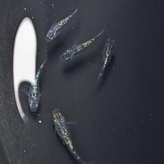 サファイヤメダカ幼魚の画像