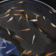 【取引先決定】改良メダカベビー20匹+αの画像