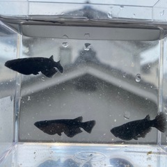 オロチメダカの卵の画像
