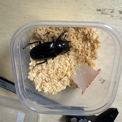 ギラファノコギリクワガタ♀の画像