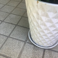 あげます　パープルラブの画像