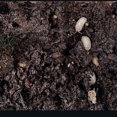 アルビノ　オカダンゴムシ　だんご虫　ダンゴ虫　だんごむしの画像