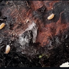 アルビノ　オカダンゴムシ　だんご虫　ダンゴ虫　だんごむしの画像