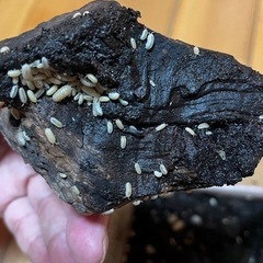 アルビノ　オカダンゴムシ　だんご虫　ダンゴ虫　だんごむしの画像