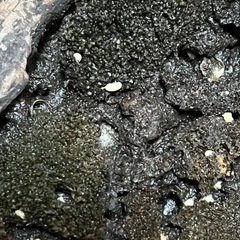 アルビノ　オカダンゴムシ　だんご虫　ダンゴ虫　だんごむしの画像