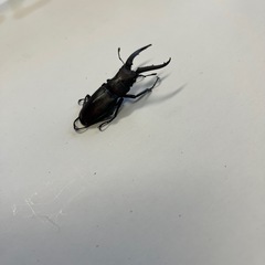 400円~国産ノコギリクワガタ ペア No.5の画像
