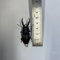 400円~国産ノコギリクワガタ ペア No.5の画像