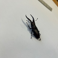 400円~国産ノコギリクワガタ ペア No.5の画像