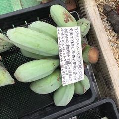 アイスクリームバナナの画像