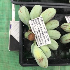 アイスクリームバナナの画像