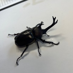 400円~国産カブトムシ ペア No.2の画像