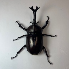 400円~国産カブトムシ ペア No.2の画像