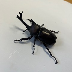 400円~国産カブトムシ ペア No.2の画像
