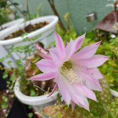 お宅で不要になった観葉植物買いとり致します