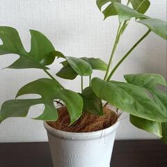 【観葉植物】ヒメモンステラの画像