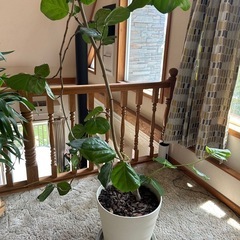 シーグレープ　140cm