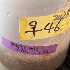 ①能勢YG ♀46.5mm単品　新成虫
の画像